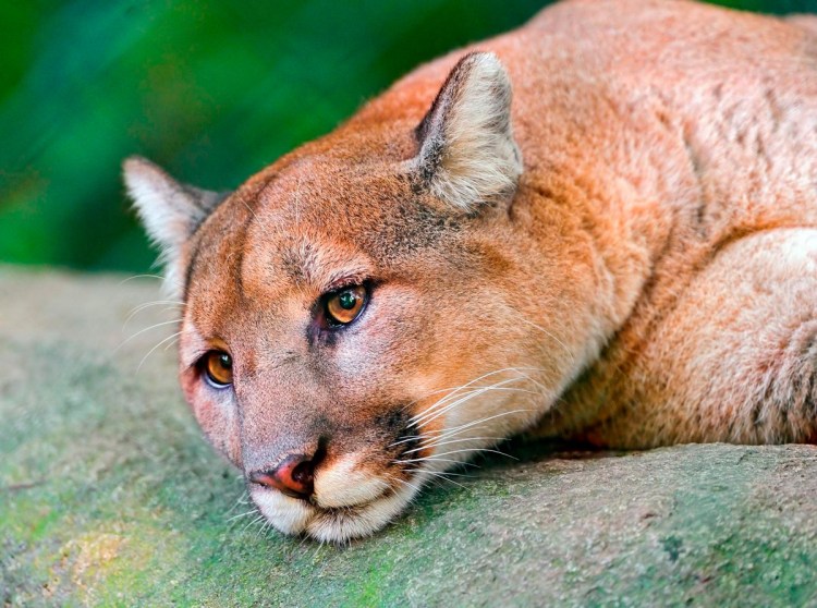 Канадская Пума