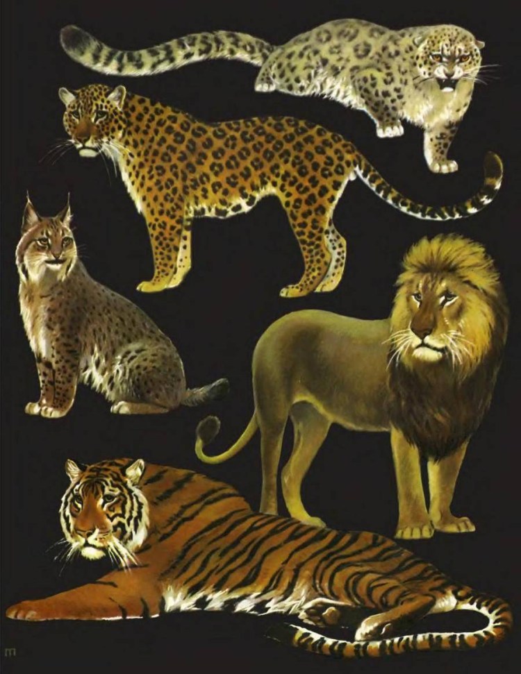 Лев тигр пантера леопард Рысь Пума гепард Ягуар