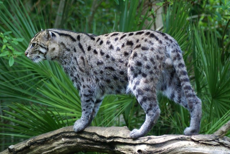 Дикие кошки