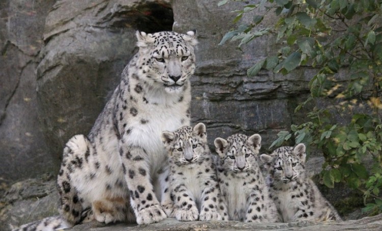 Снежный Барс (Ирбис, снежный леопард)