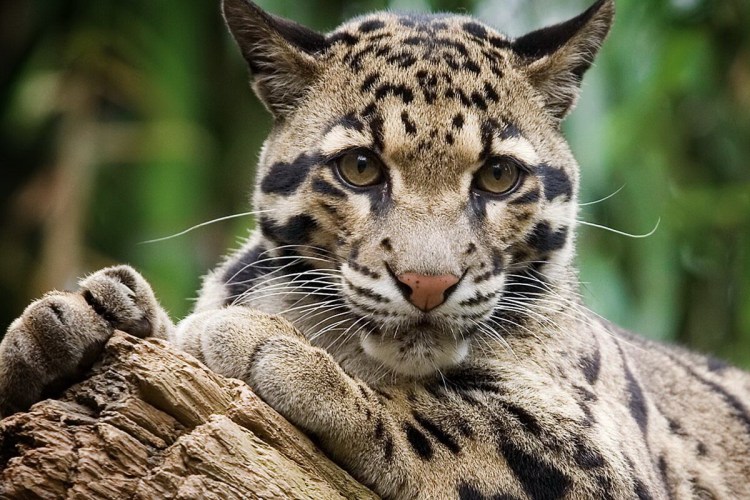 Дымчатый леопард