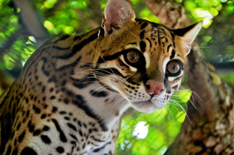 Оцелот (leopardus pardalis)