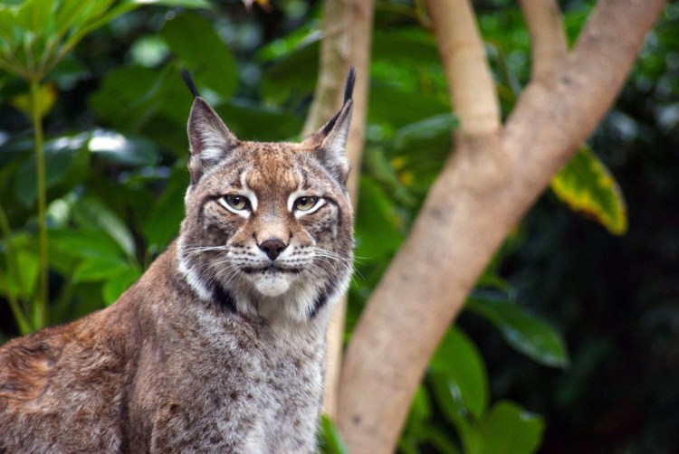 Кошачье семейство