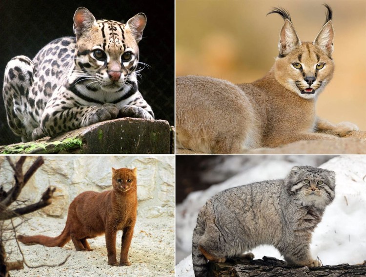 Породы диких кошек