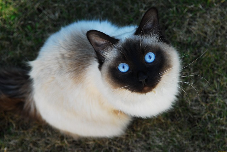 Сиамская кошка белая