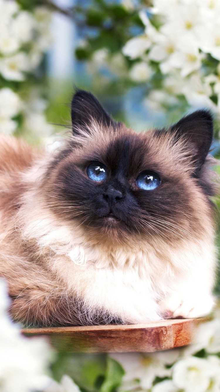 Бирманская кошка