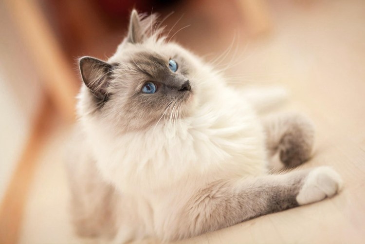 Длинношерстный Рэгдолл