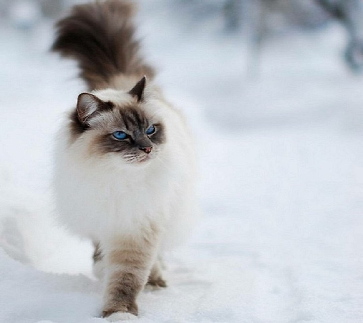 Кошка Himalayan Cat