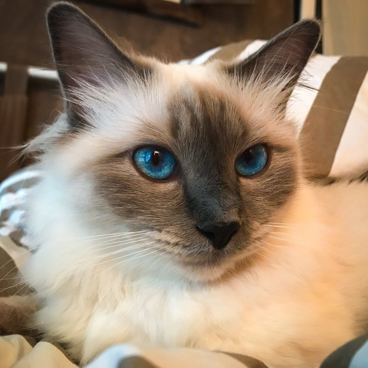 Взрослая Сиамская кошка