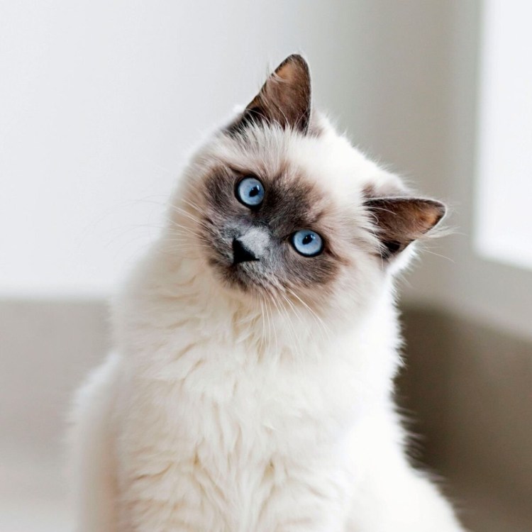Ангора, Невская маскарадная, Персидская, Рэгдолл