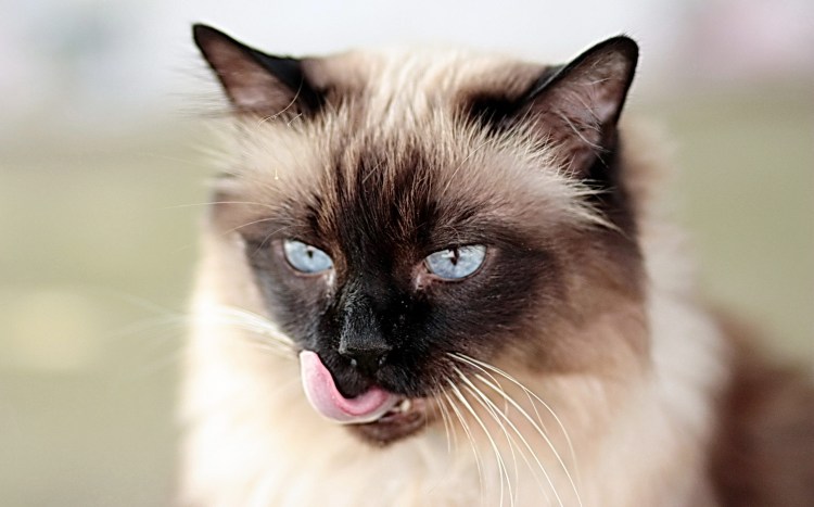 Бирманская Сиамская кошка