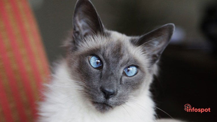 Балинезийская (Балинез, балийская)