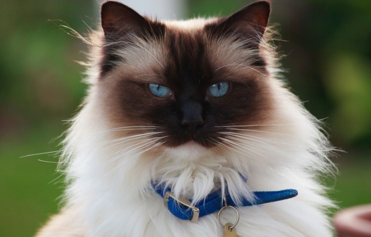 Бирманский Рэгдолл