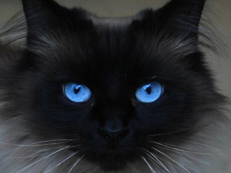 Охос азулес кошка черная