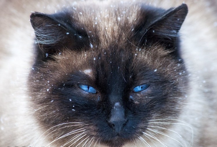 Злой кот с голубыми глазами