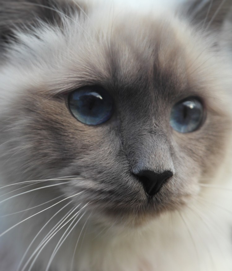 Сиамская кошка серая