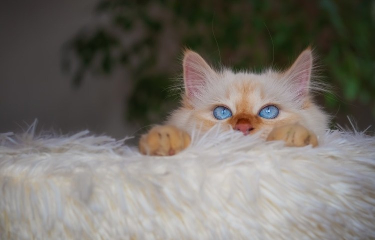 Рыжий пушистый кот с голубыми глазами