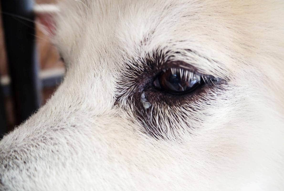 Лечение слизи у собаки. Выделения из глаз у собаки. Нормальные выделения из глаз собаки.