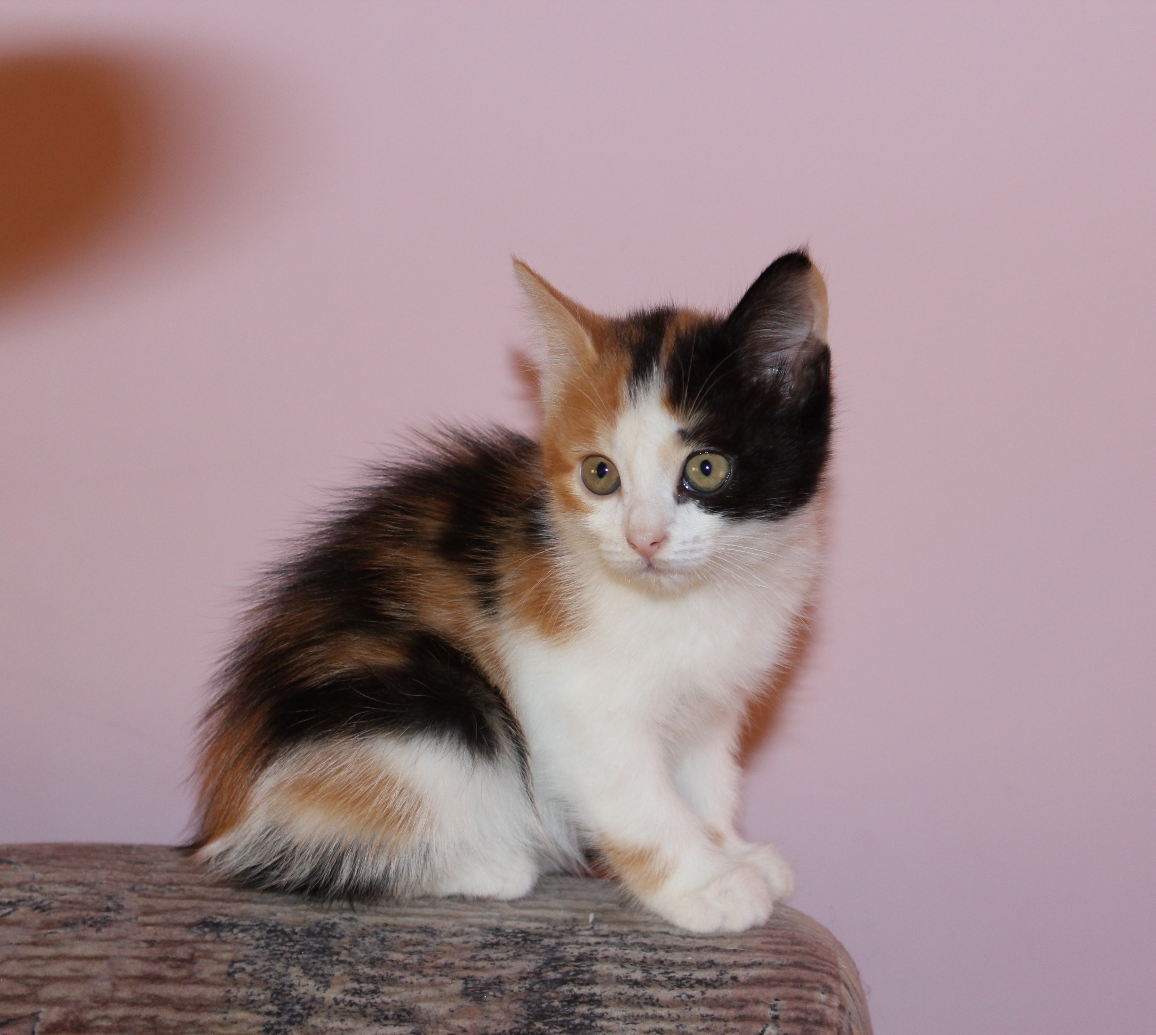 Известно что трехшерстные кошки. Британская трехшерстная кошка. Черепаховая кошка Калико. Трехшерстная трехшерстная. Беспородные кошки трёхцветные.