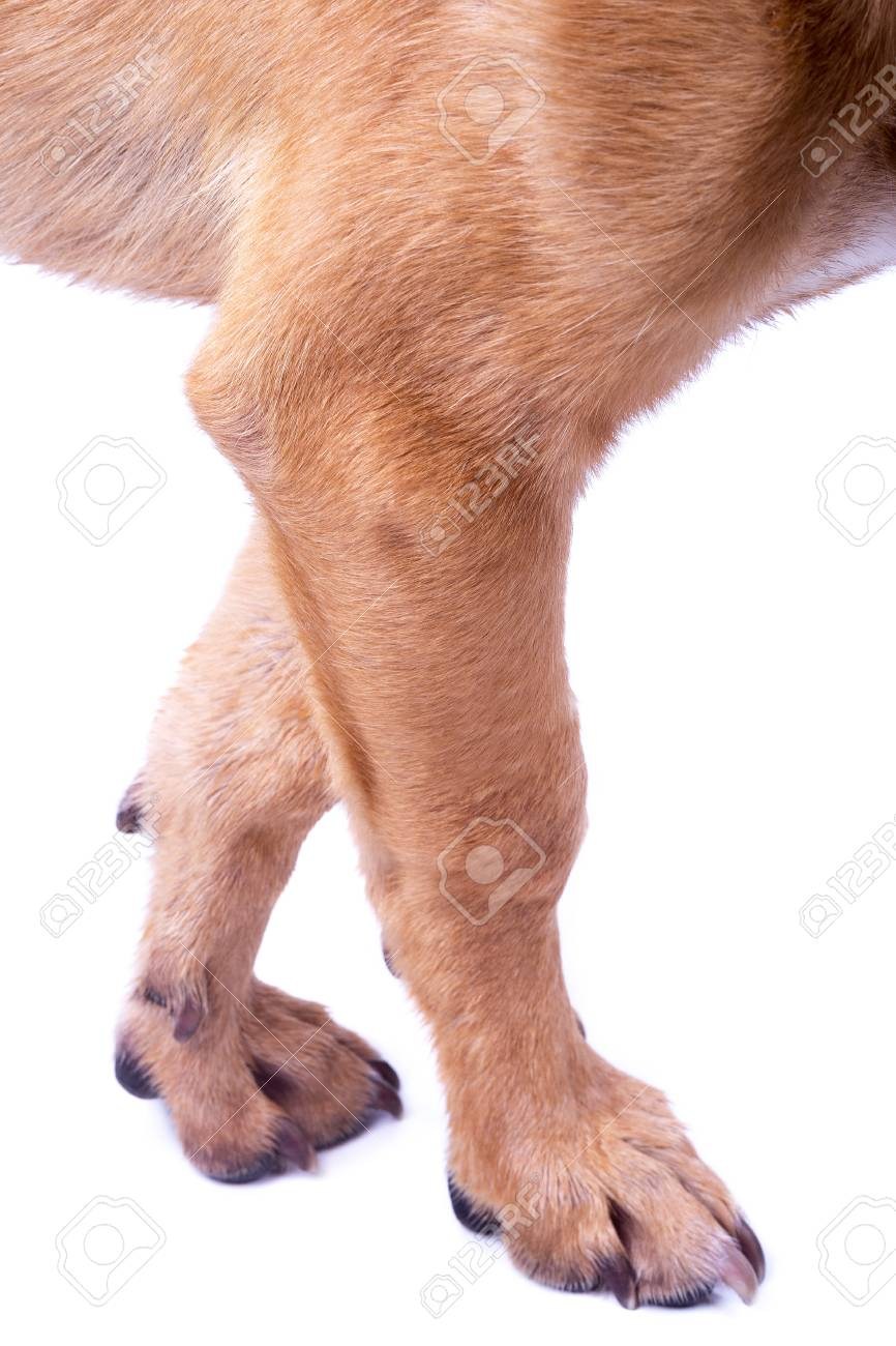 Сонник ноги собак. Лапа собаки.