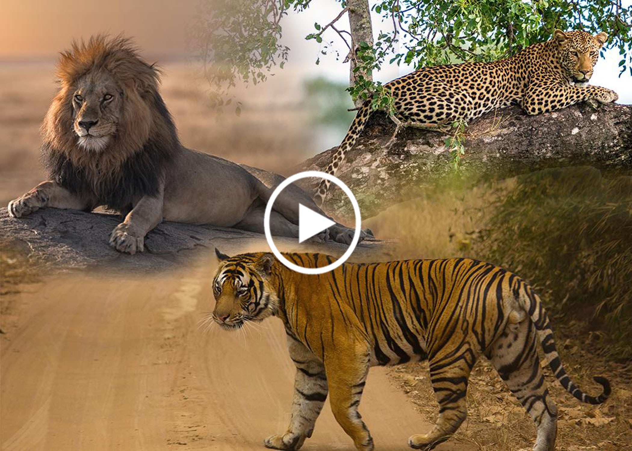 Левый тигр. Ягуары львы тигры. Лев и тигр. Лев и леопард. Тигр в Африке.