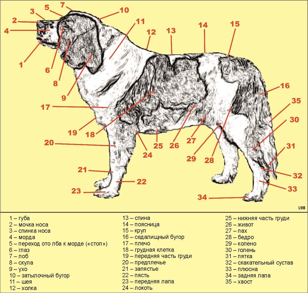 Где находится порода. Название частей тела собаки. Строение туловища собаки. Основные части туловища у собаки. Части тела собаки строение.