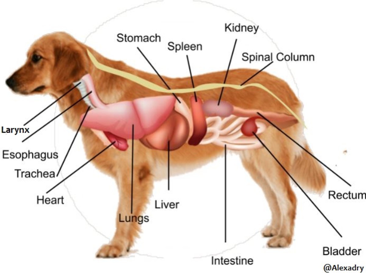 Увеличенная печень у собаки. Анатомия собаки. Внутренние органы собаки расположение. Анатомия собаки внутренние органы.