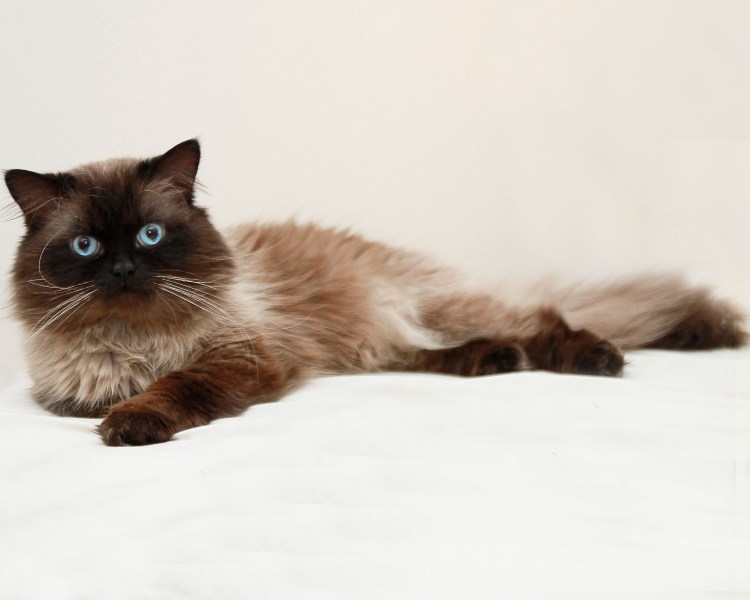 Британская кошка колор Пойнт