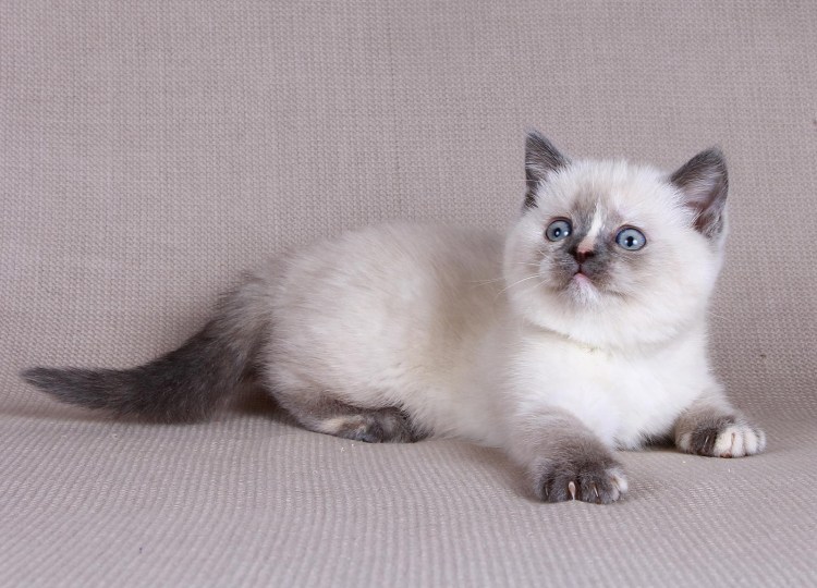 Гималайская Персидская кошка