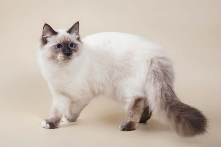 Рэгдолл колор Пойнт