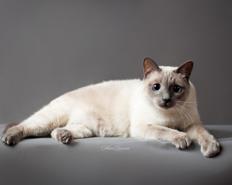 Британская кошка окрас колор Пойнт