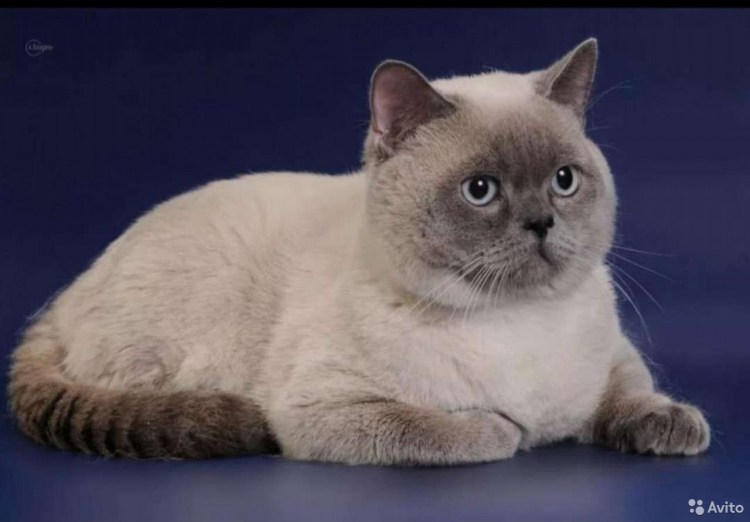 Британец колор Пойнт