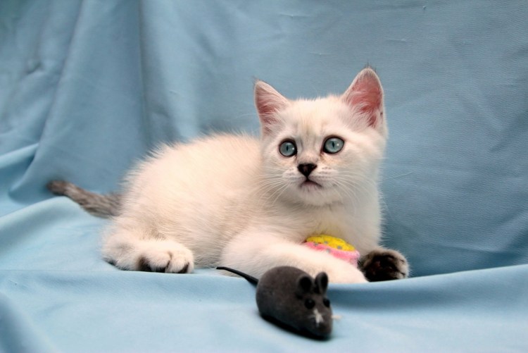 Невская маскарадная Сибирский колор Пойнт