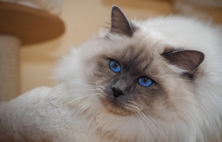 Британская короткошёрстная Блю Пойнт