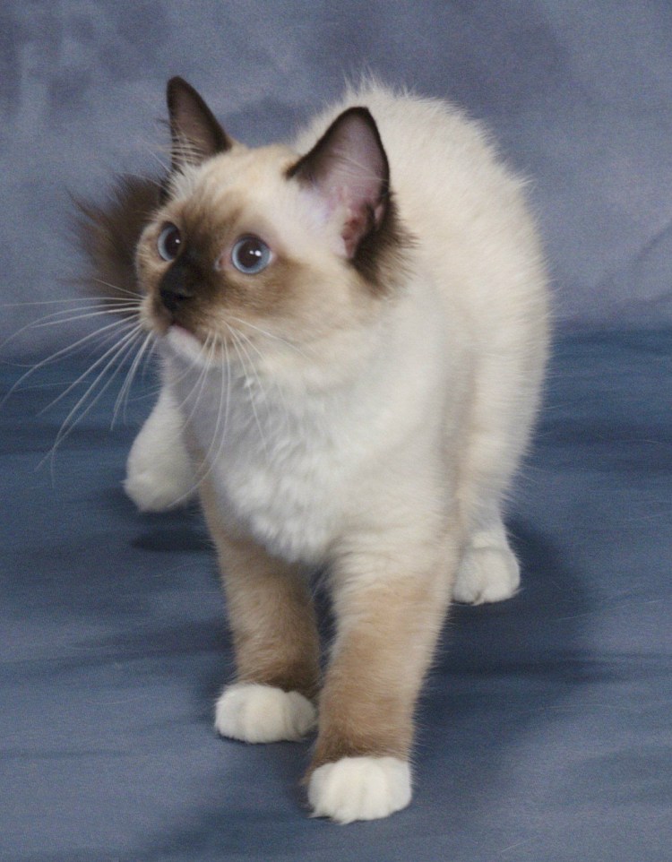 Британский колор Пойнт кот