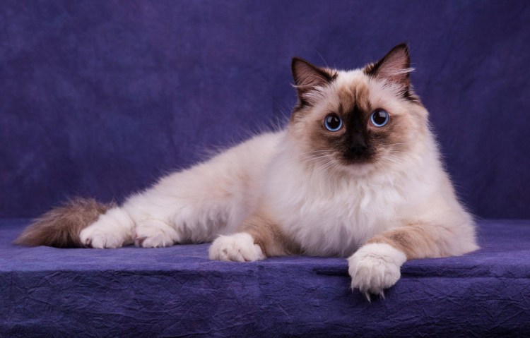 Рэгдолл окрас колор Пойнт