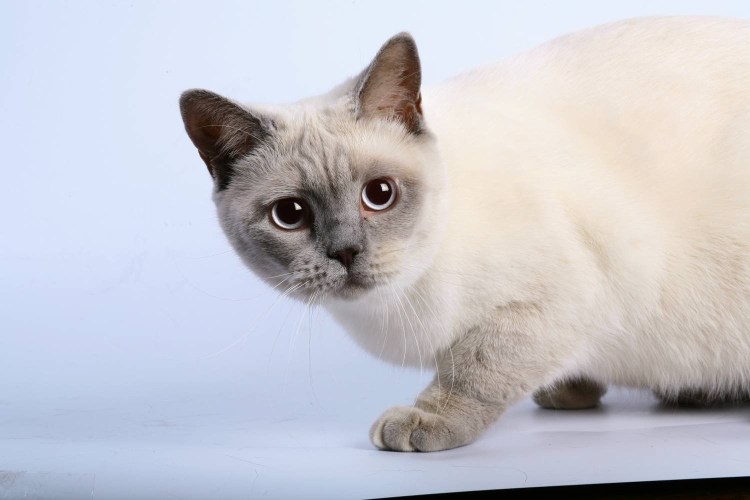 Тайский Блю Пойнт