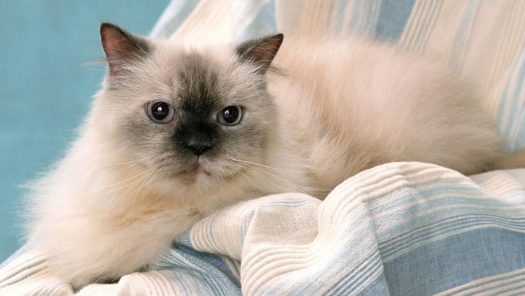 Невская маскарадная