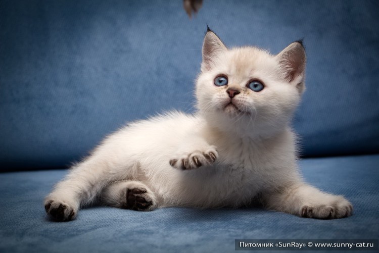 Блю Пойнт британец