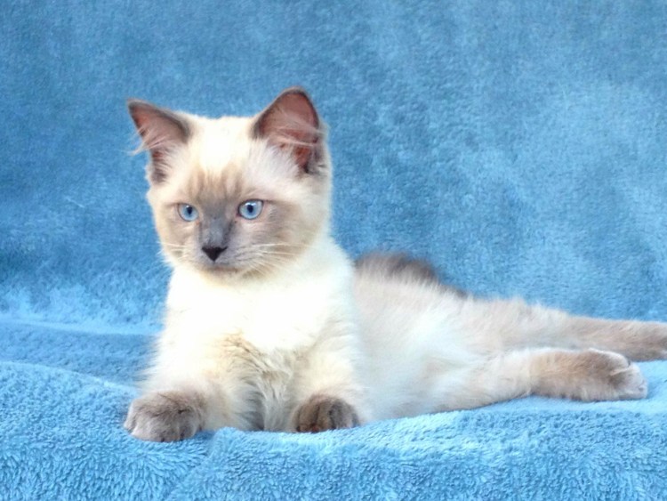 Колор-Пойнт кошка