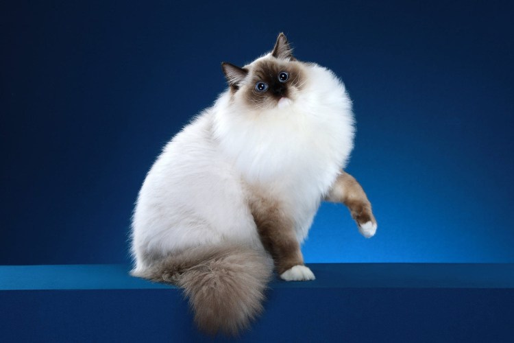 Колор-Пойнт кошка