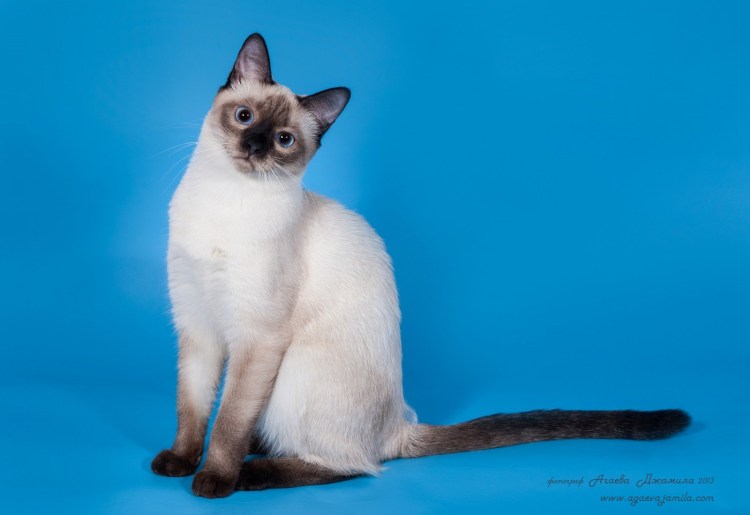 Тайская кошка сил тебби Пойнт