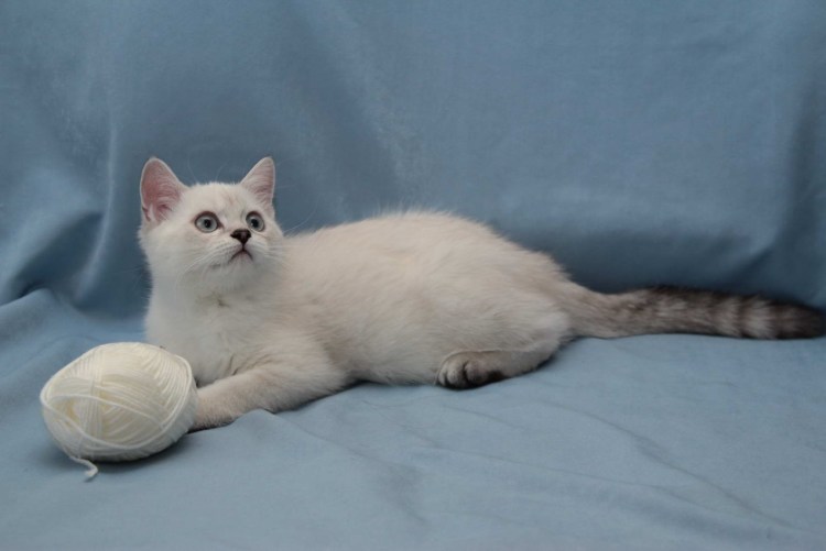 Балинезийская Рэгдолл