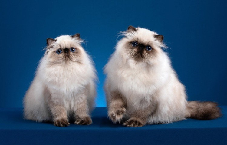 Невская маскарадная кошка