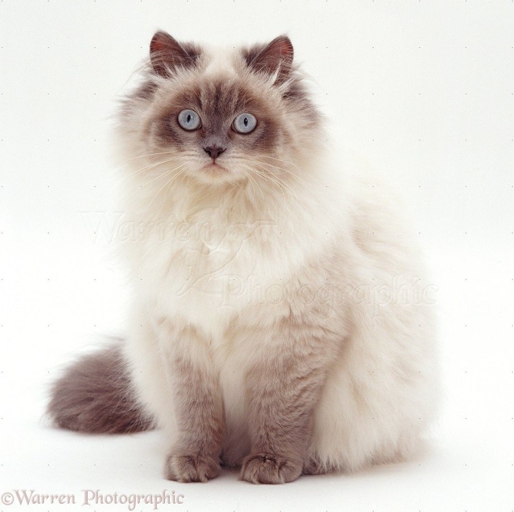 Тайская кошка колор Пойнт