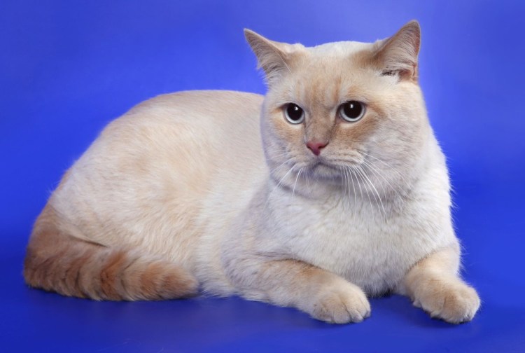 Гималайский перс колор Пойнт