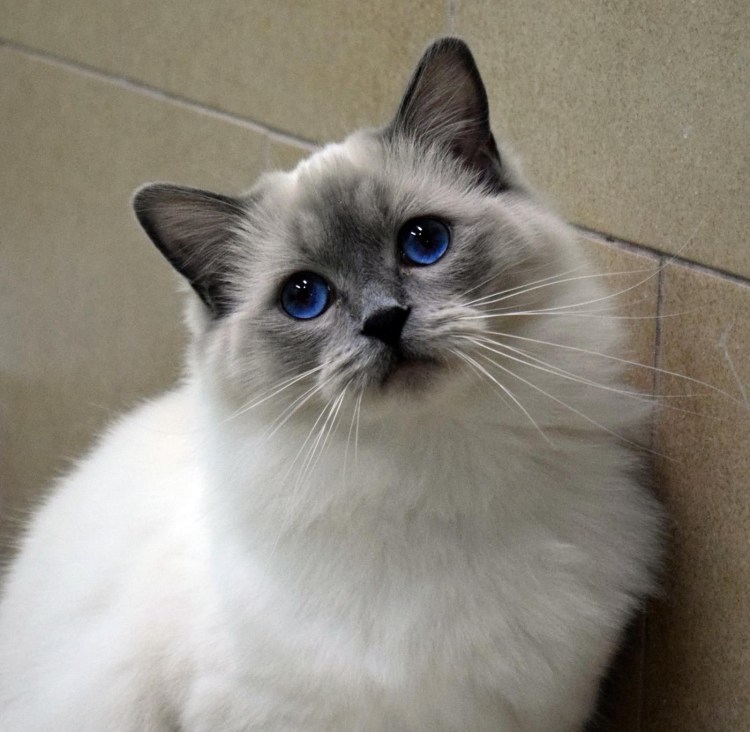 Гималайский перс колор Пойнт