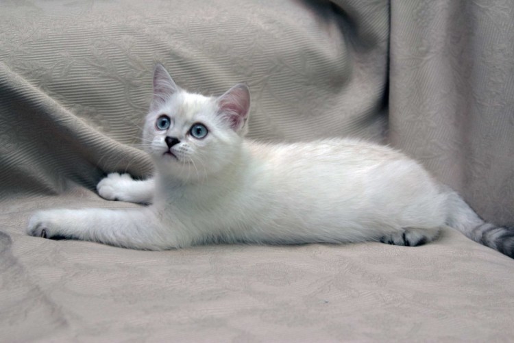 Бирманская кошка Священная Бирма