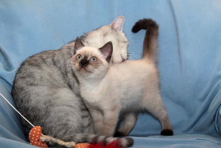 Персидская кошка Блю Пойнт
