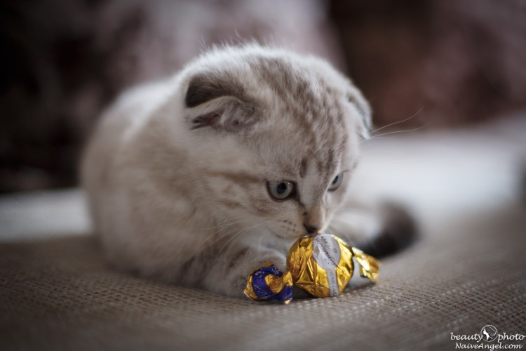 Котенок с конфетами